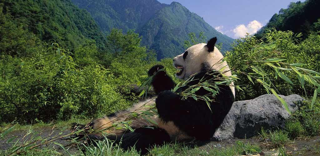 The Panda of Nuristan Province